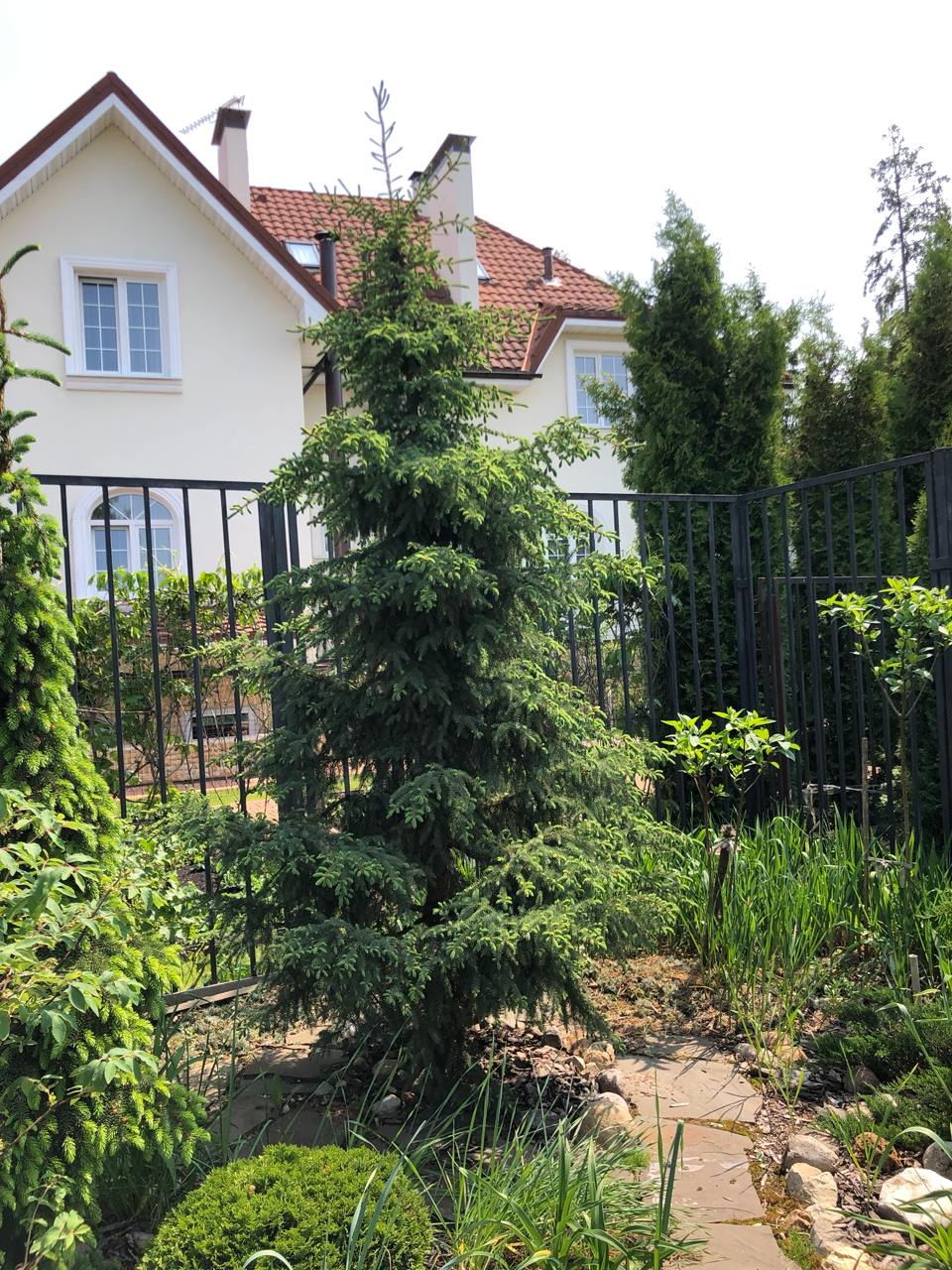 Picea mariana 'Beissneri’