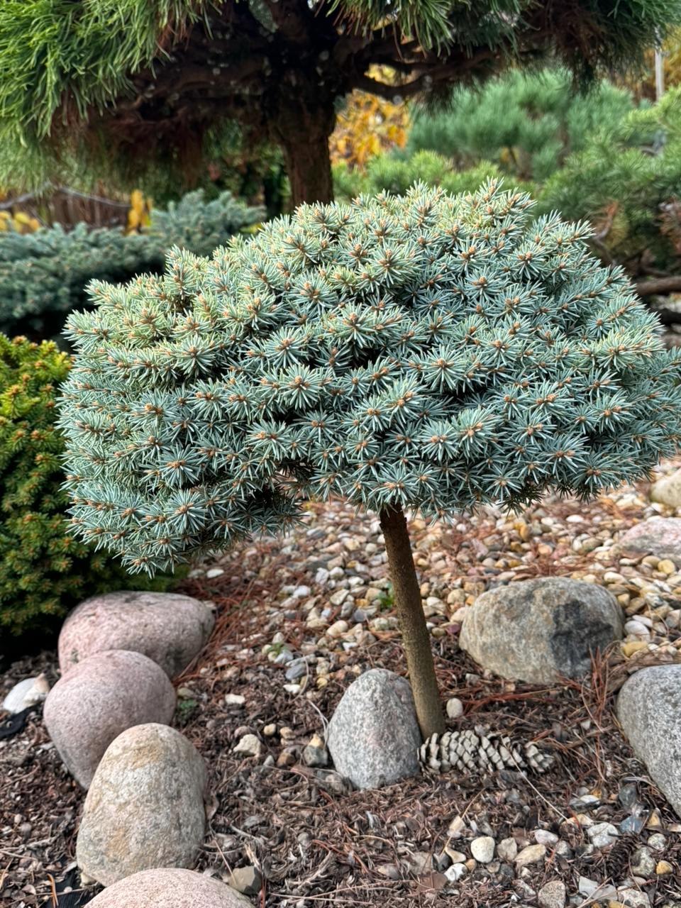 Picea pungens ‘Pali’