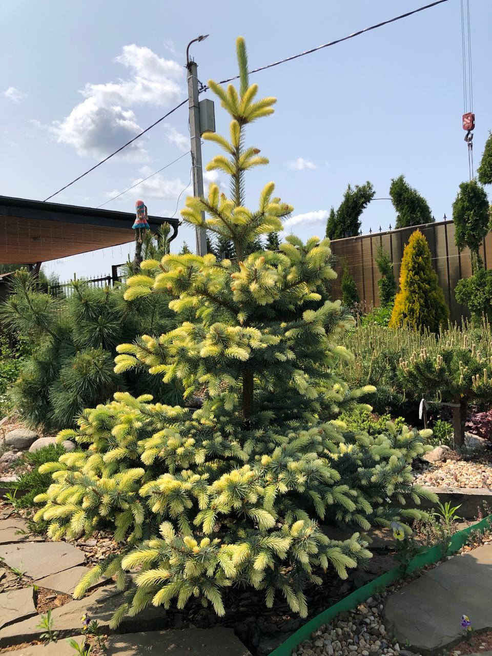 Picea pungens ‘Jan Byczkowski’