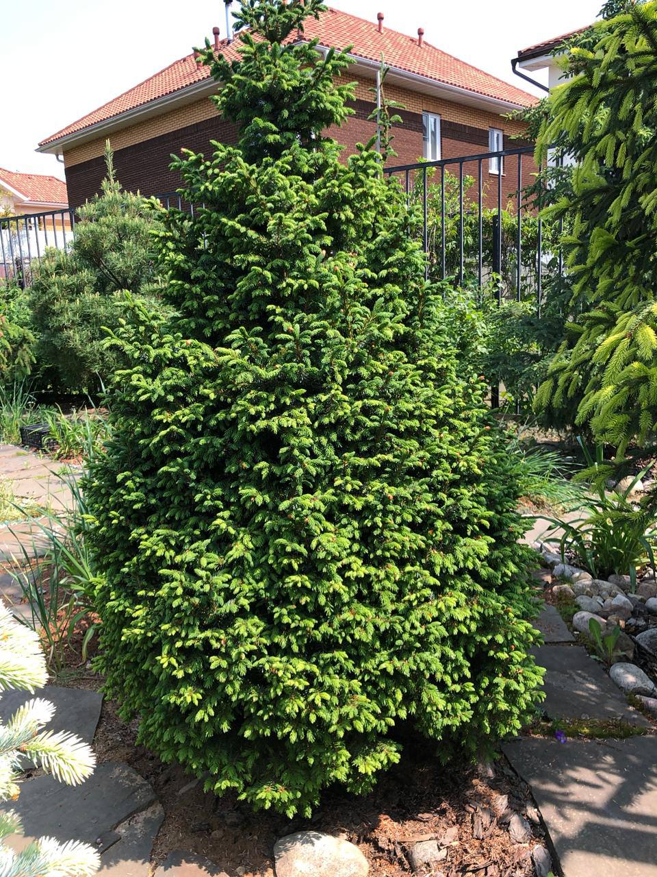 Picea omorika ‘Nana’