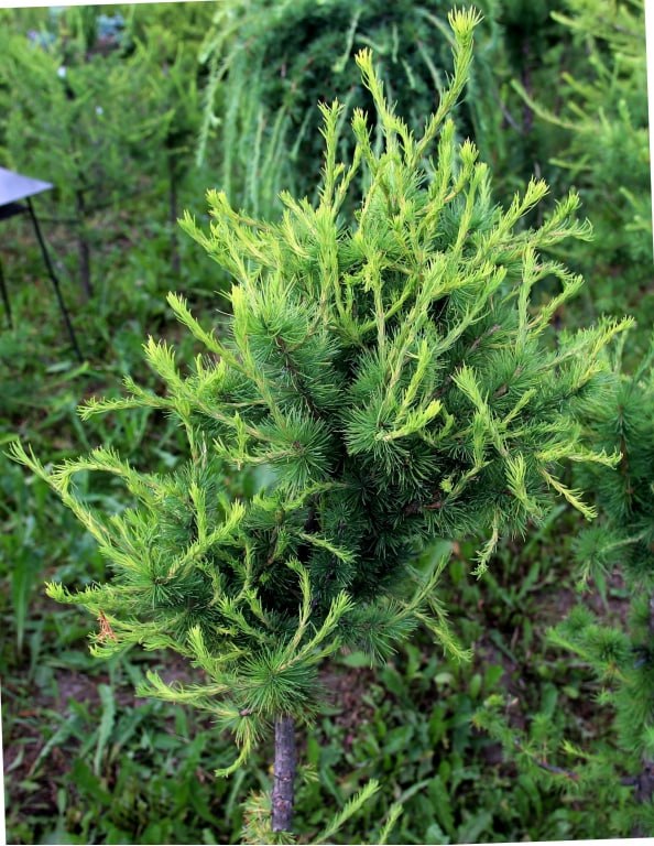 Larix decidua 'Alesha'