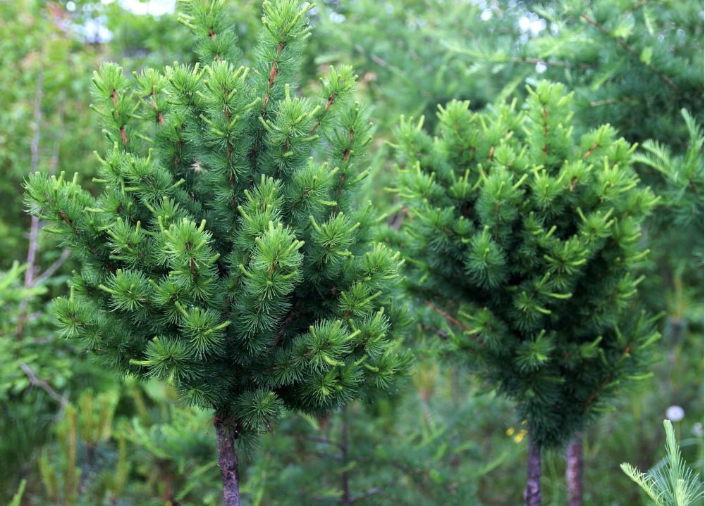 Larix sibirica 'Equilibrium'