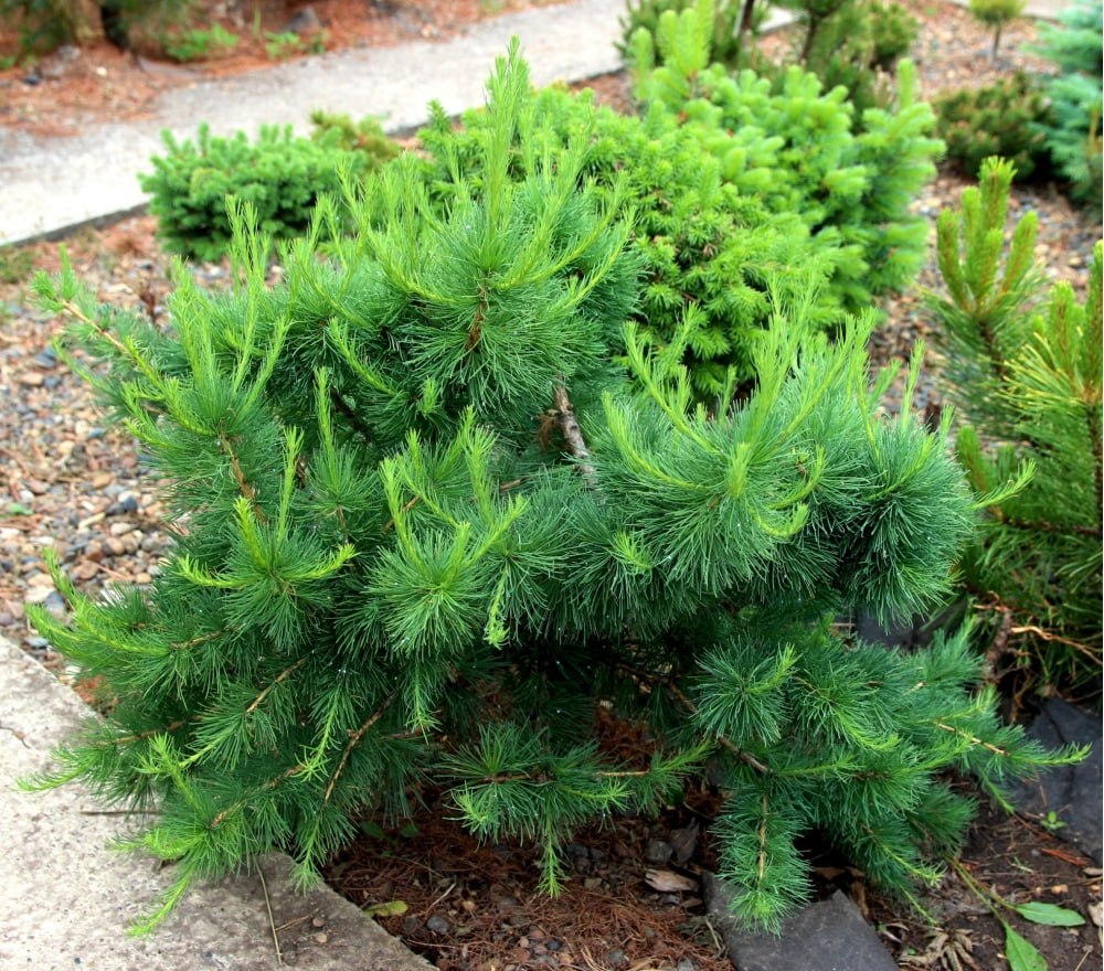 Larix sibirica 'Harp'