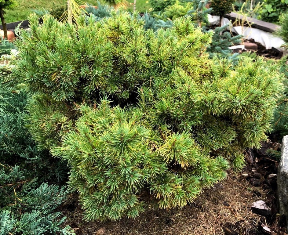 Larix sibirica ‘Masha’