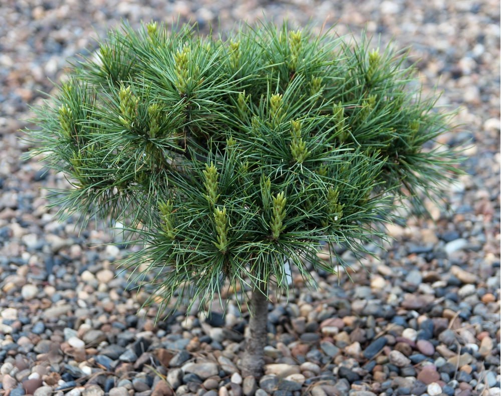 Pinus sibirica ‘40 Let Institutu Uglya’