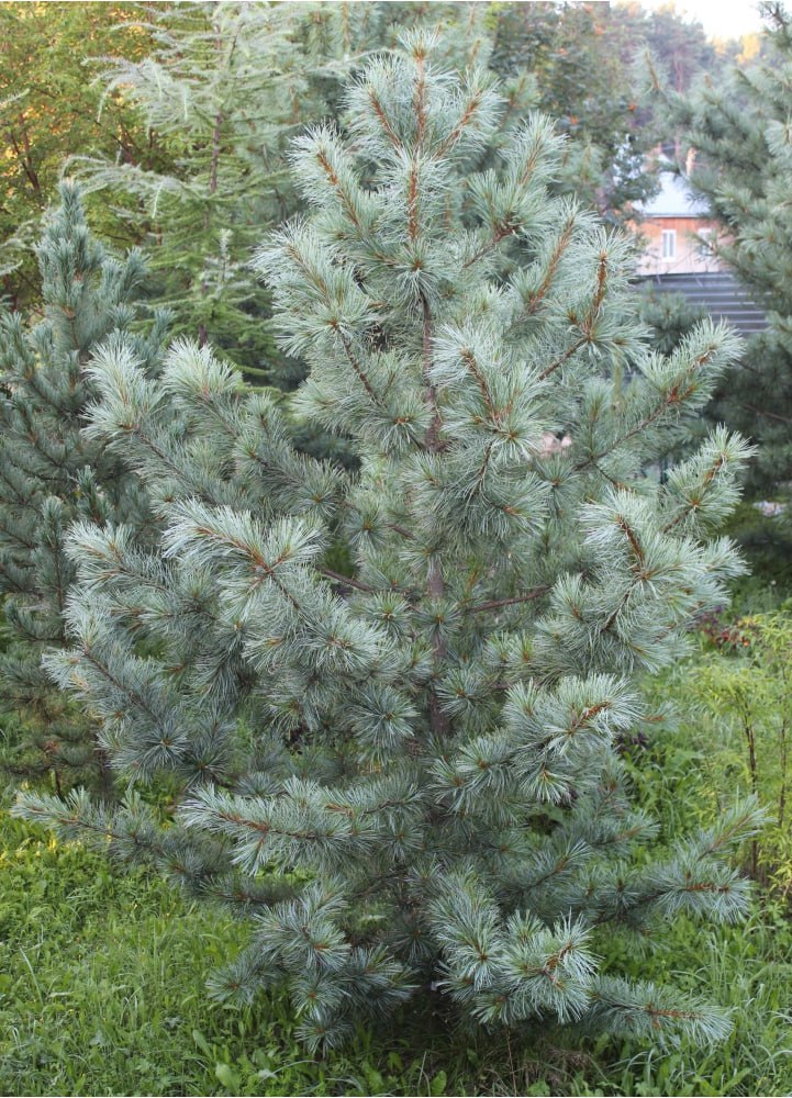 Pinus koraiensis ‘Goluboy Amur’