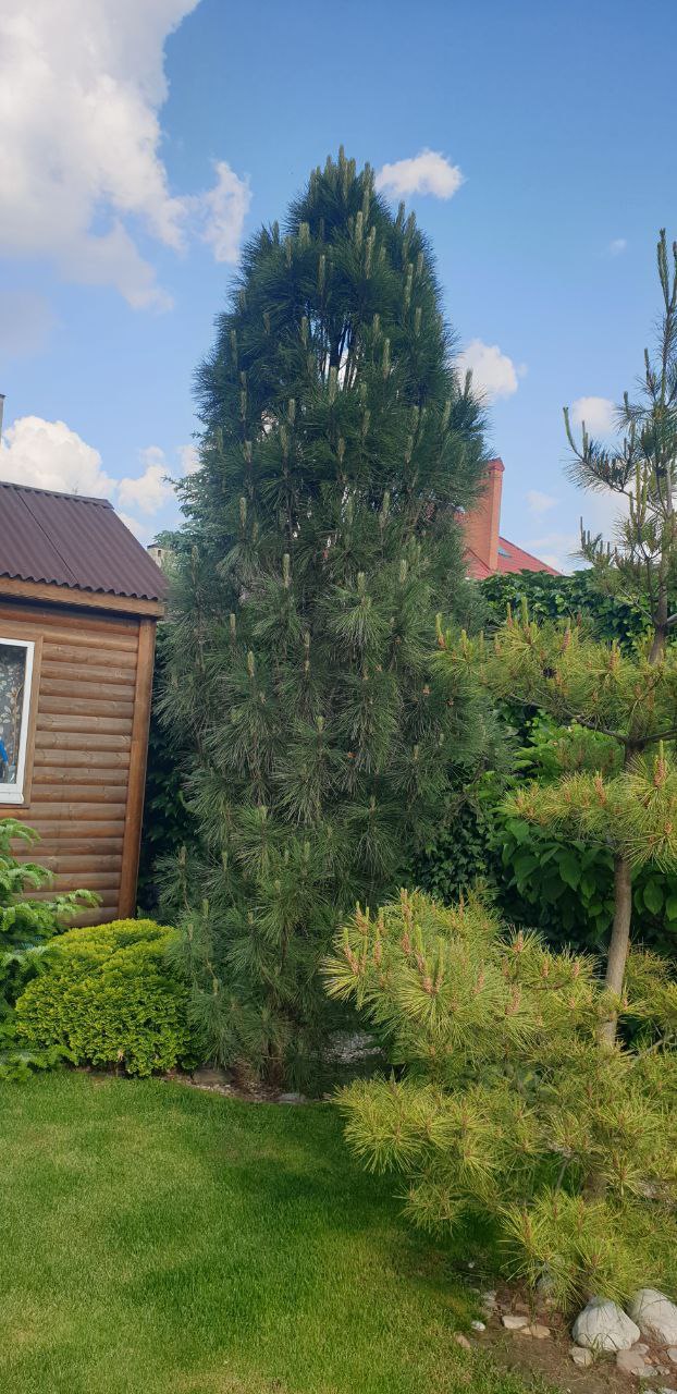 Pinus nigra 'Pyramidalis'