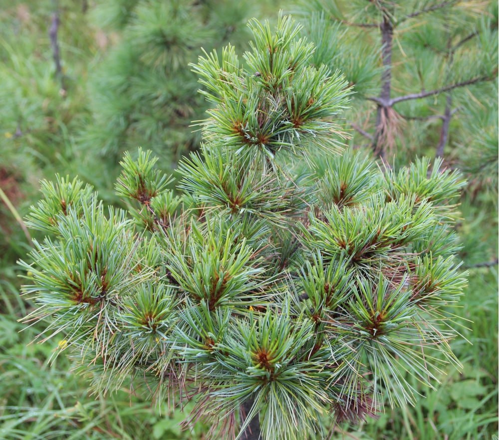 Pinus koraiensis ‘Kseniya’