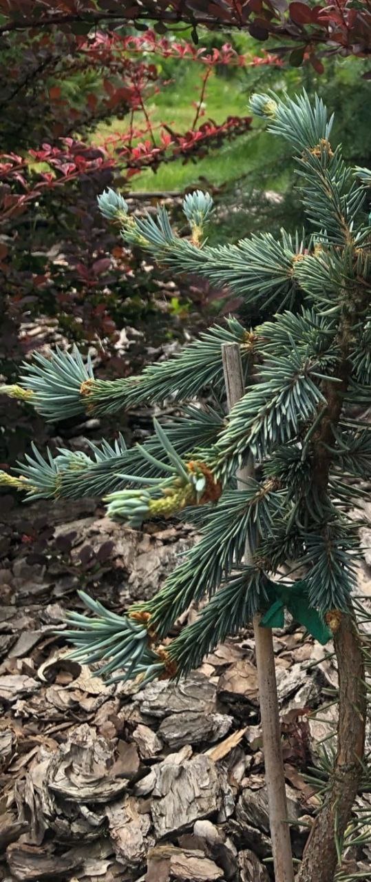 Picea pungens 'Virgata'
