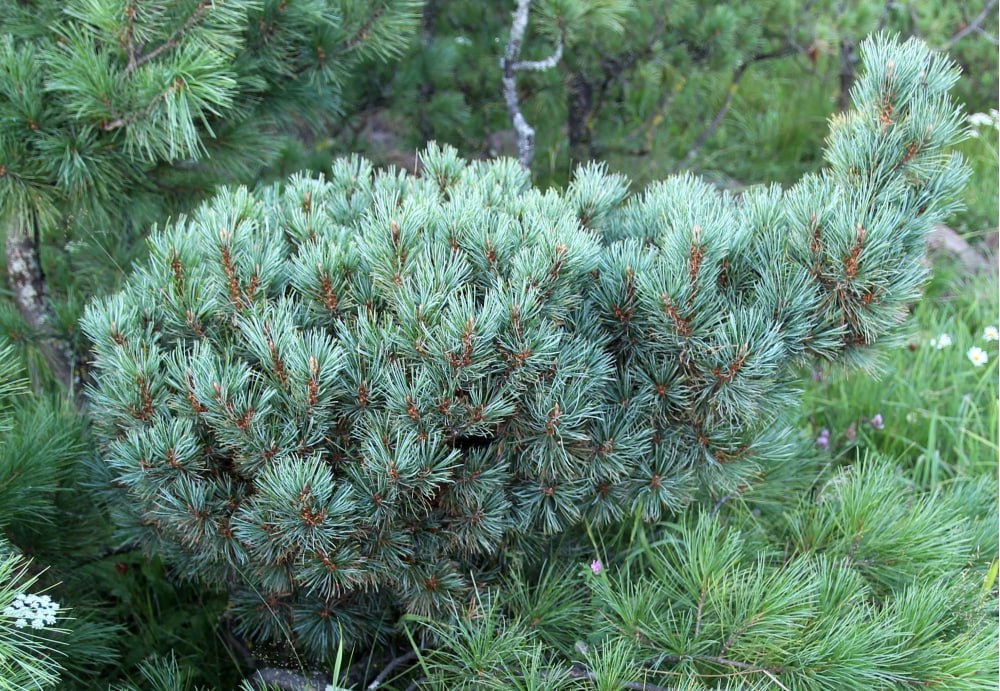 Pinus pumila ‘Khamar-Daban’