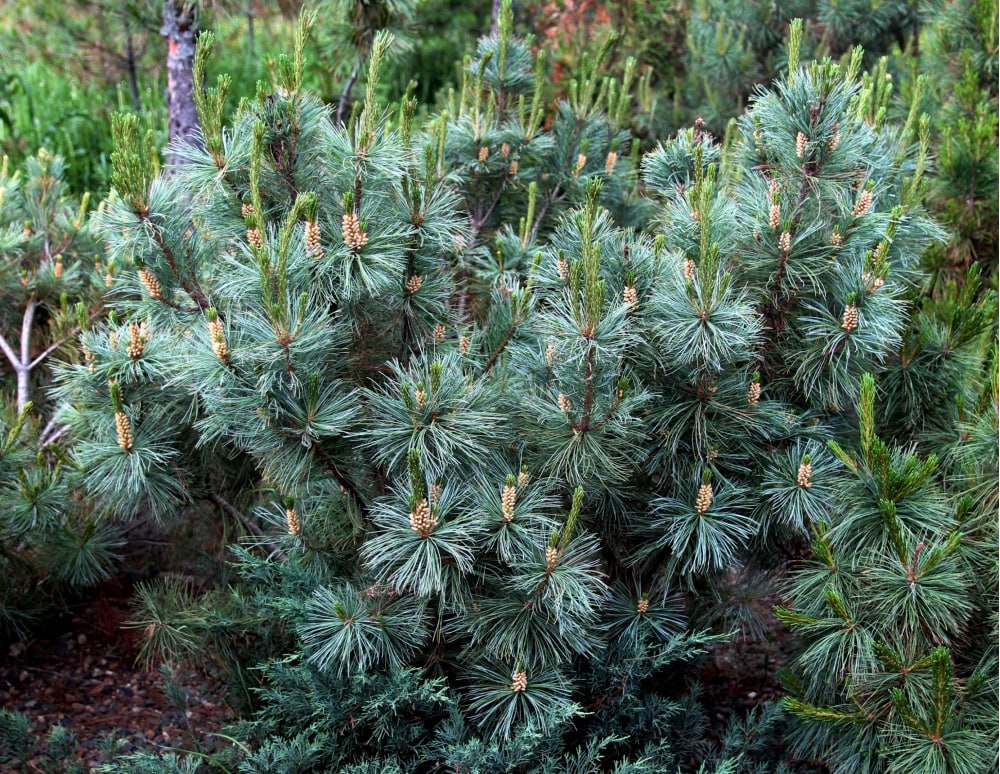 Pinus pumila 'Kunashir'