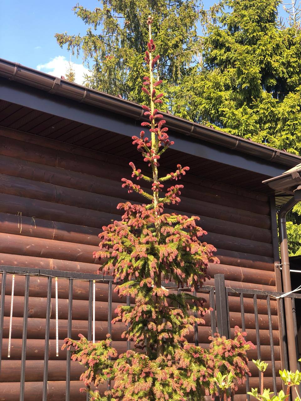Picea abies ‘Cruenta’