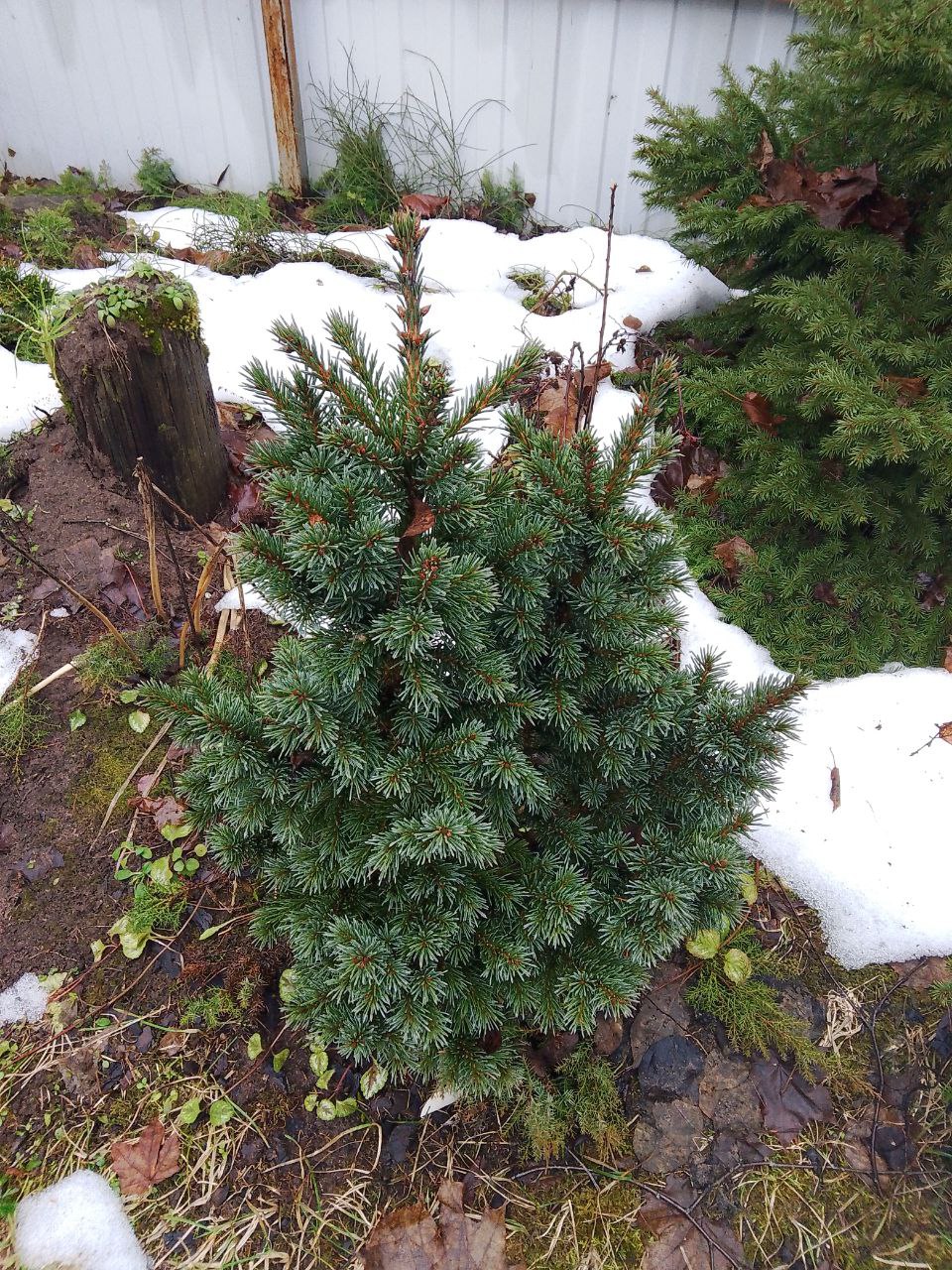 Picea obovata 'Biryuzovaya Nit’