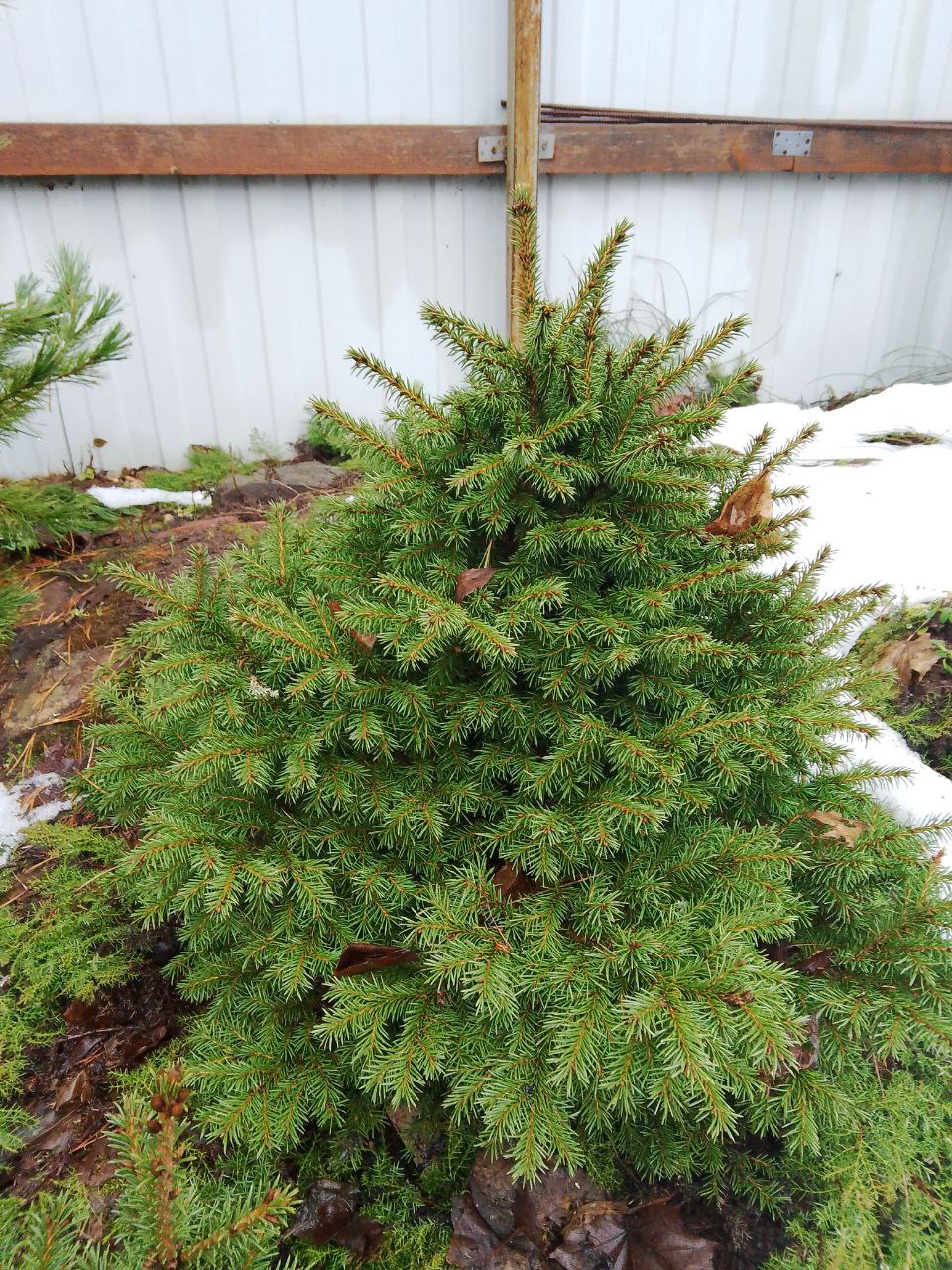 Picea obovata 'Ushaika Kugel'