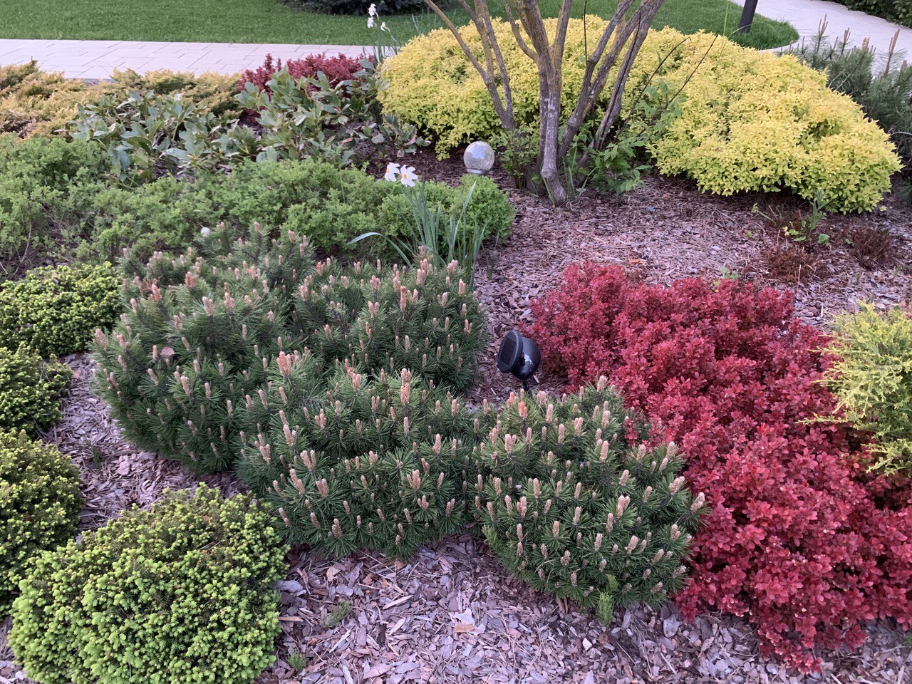 Pinus mugo (uncinata) ‘Heideperle’