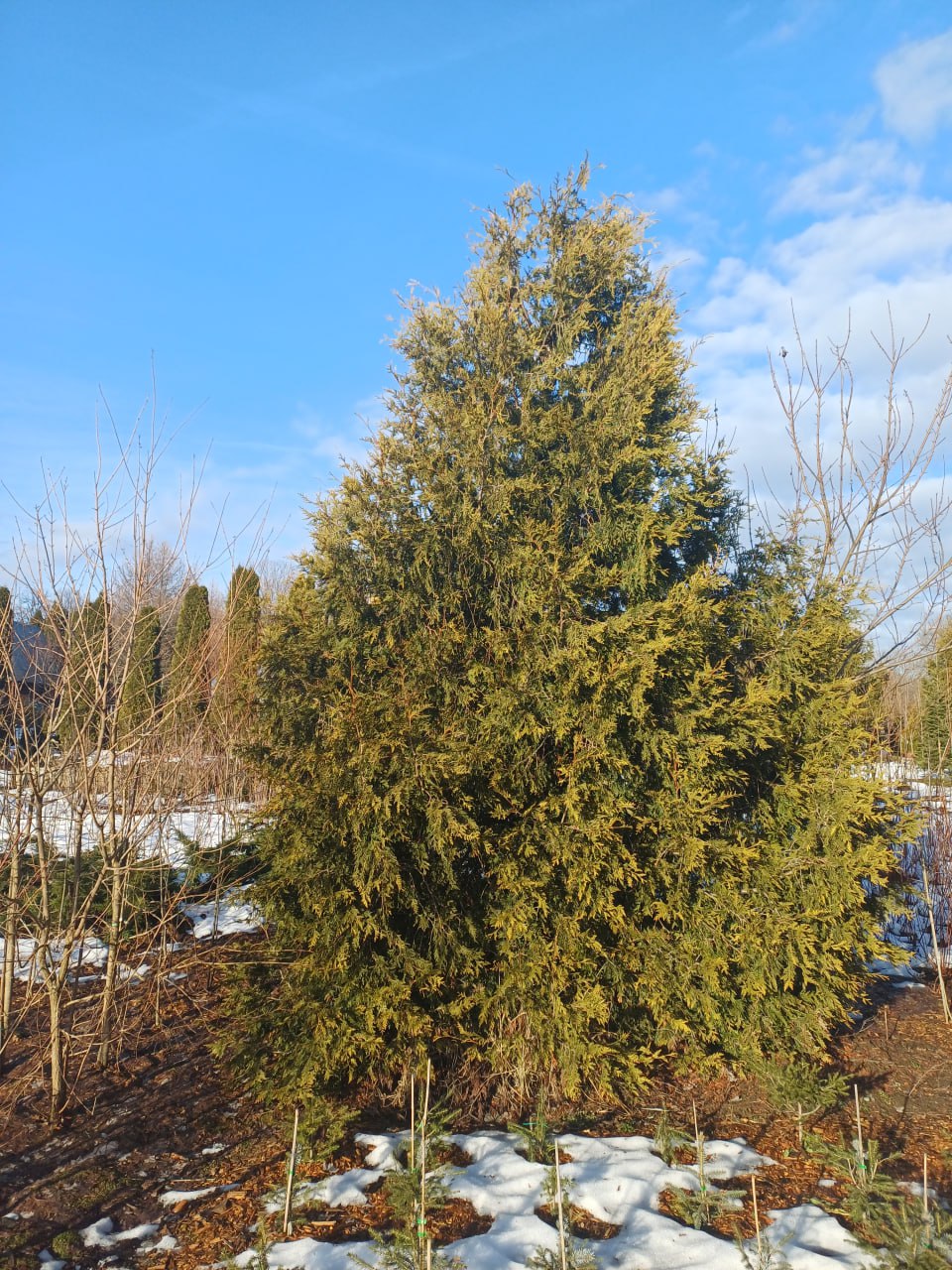 Thuja occidentalis 'Aureaspicata'