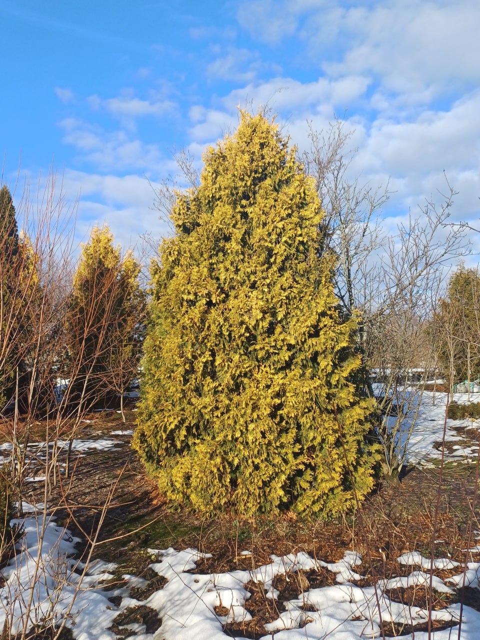 Thuja occidentalis 'Sunkist'