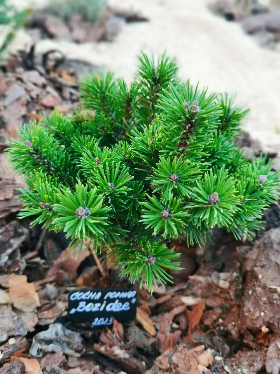 Pinus mugo ‘Bozi Dar’