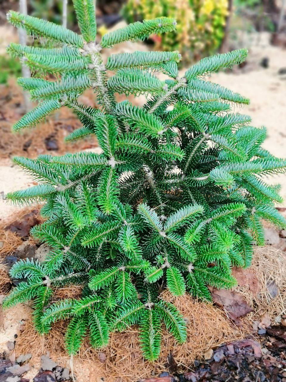 Abies cephalonica 'Meyer's Dwarf'
