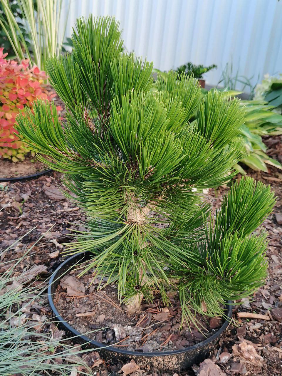Pinus heldreichii ‘Compact Gem’