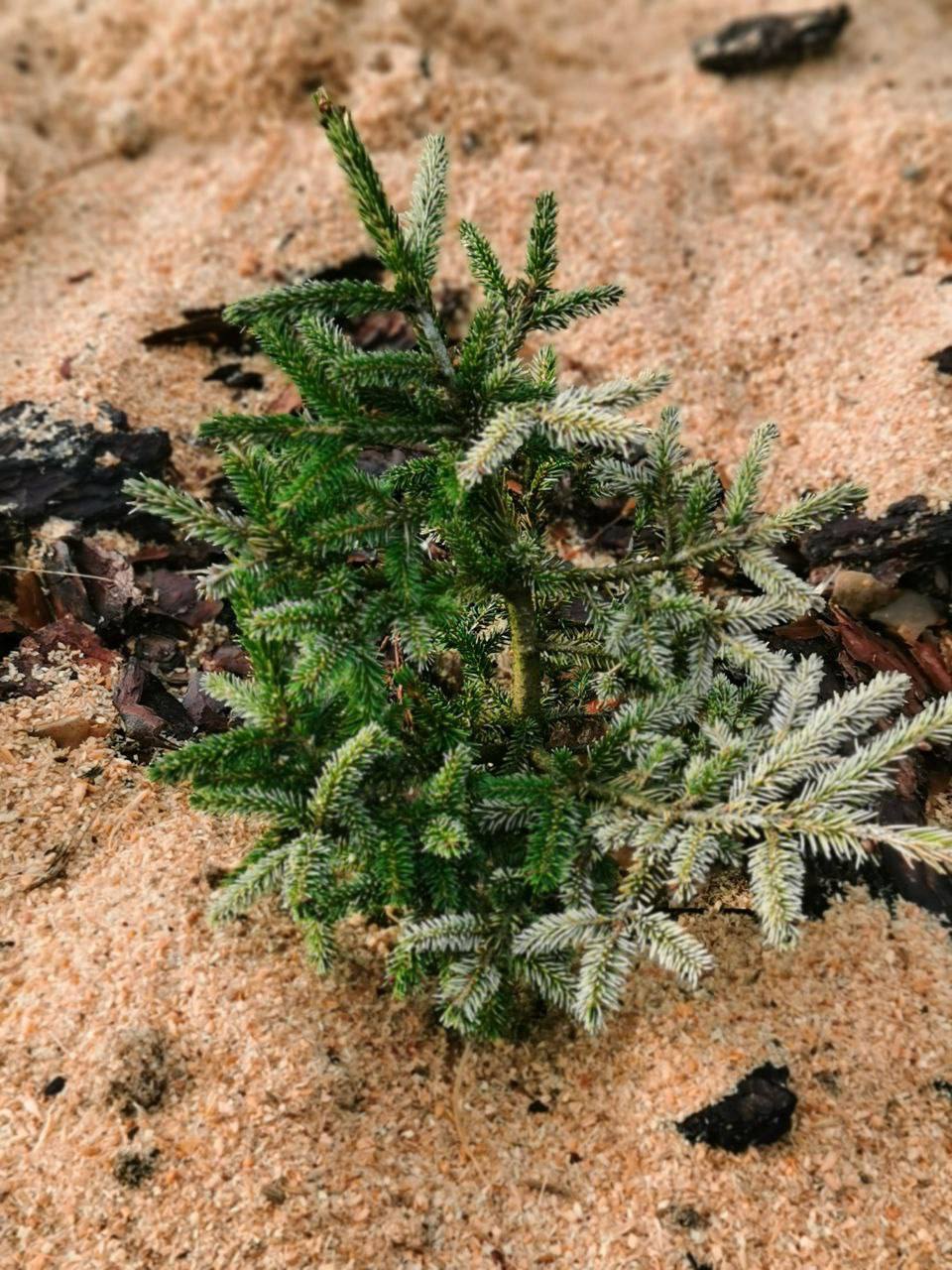 Picea orientalis ‘Sulphur Flush’