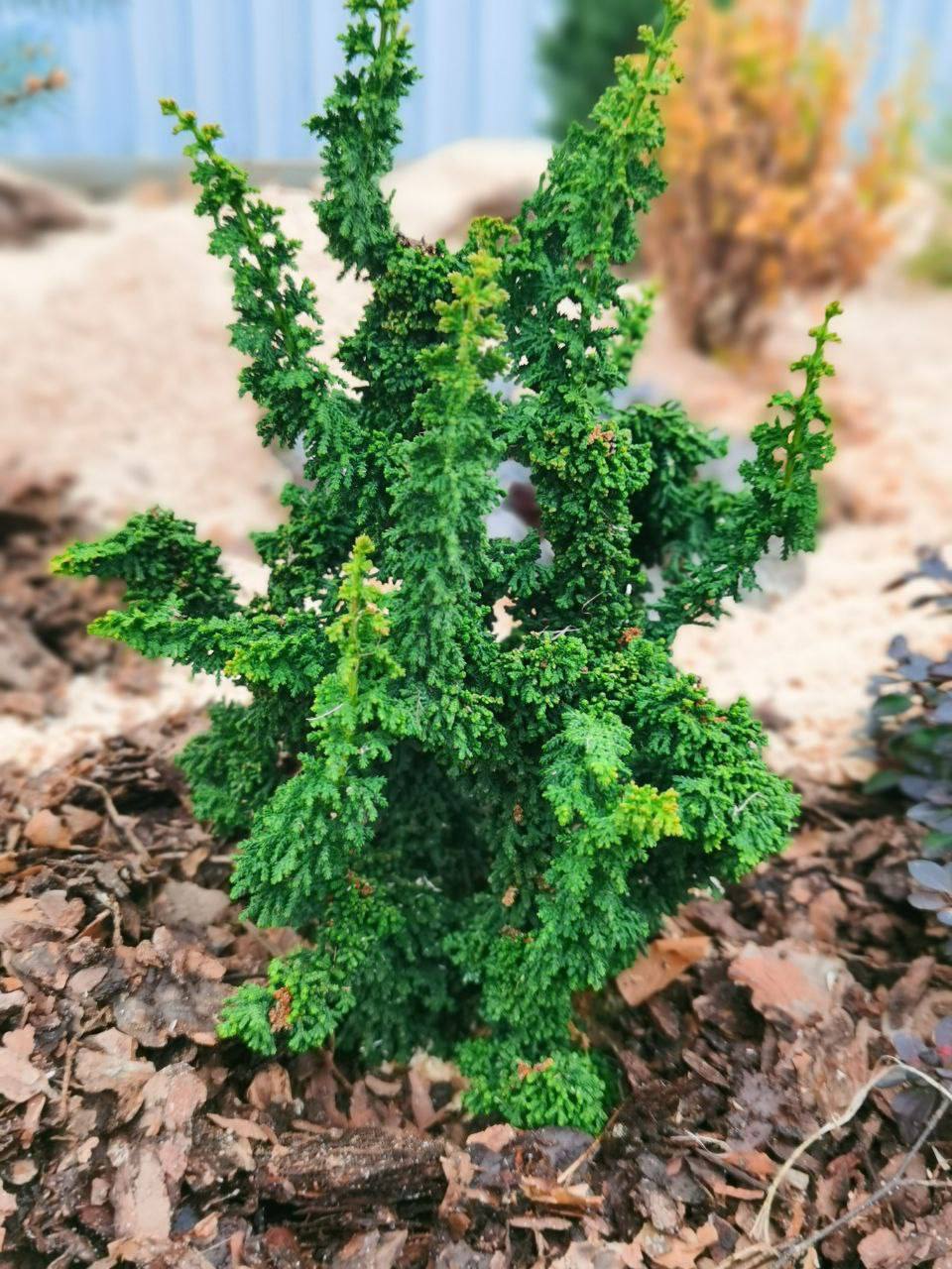 Chamaecyparis obtusa ‘Chirimen’