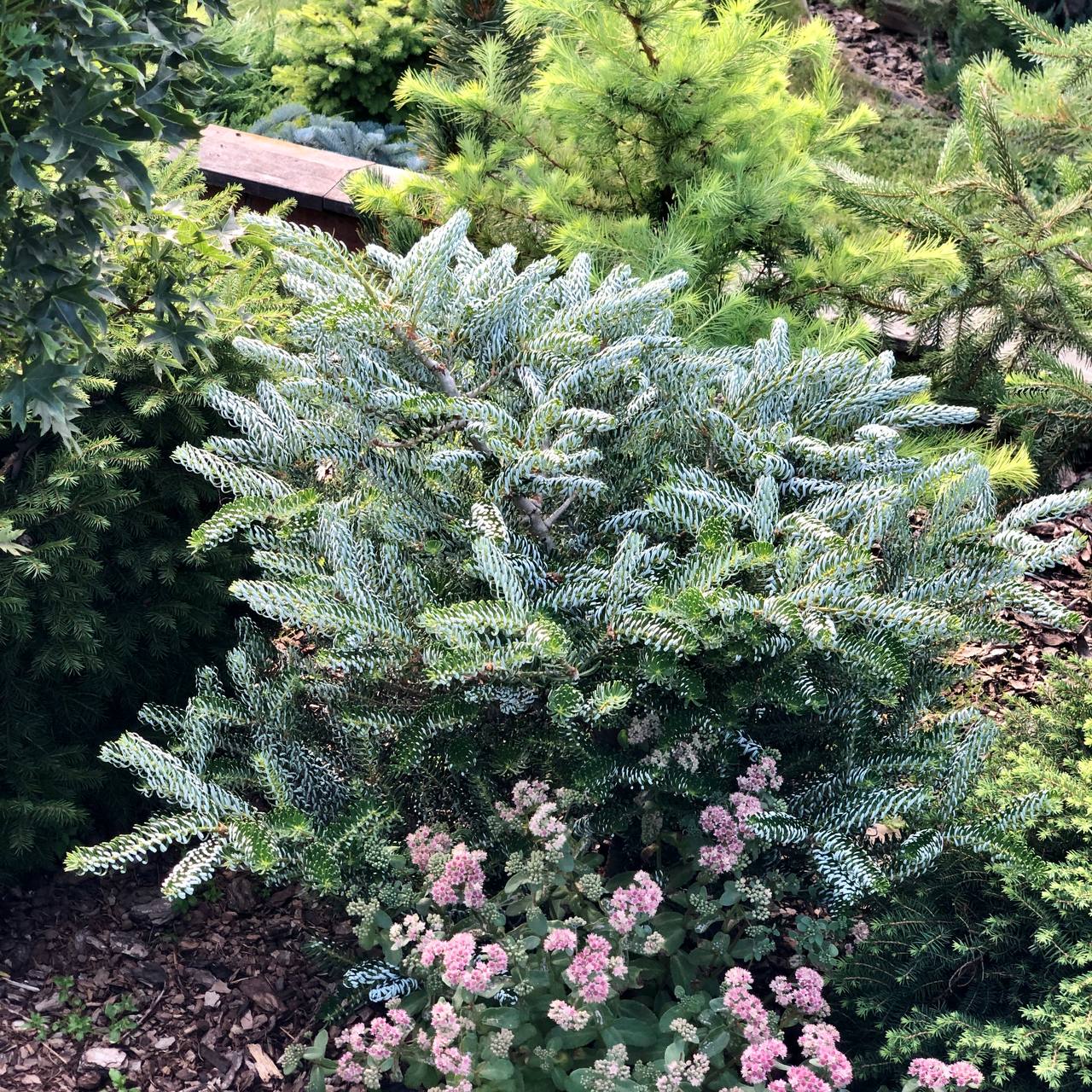 Abies koreana 'Silberlocke'