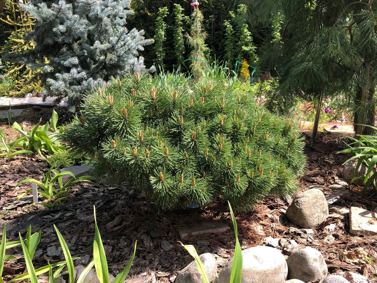 Pinus mugo 'Kostelnicek'