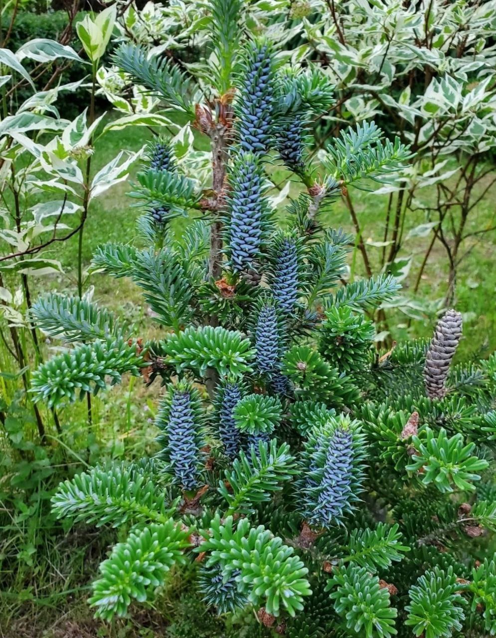 Abies koreana 'Vengels'