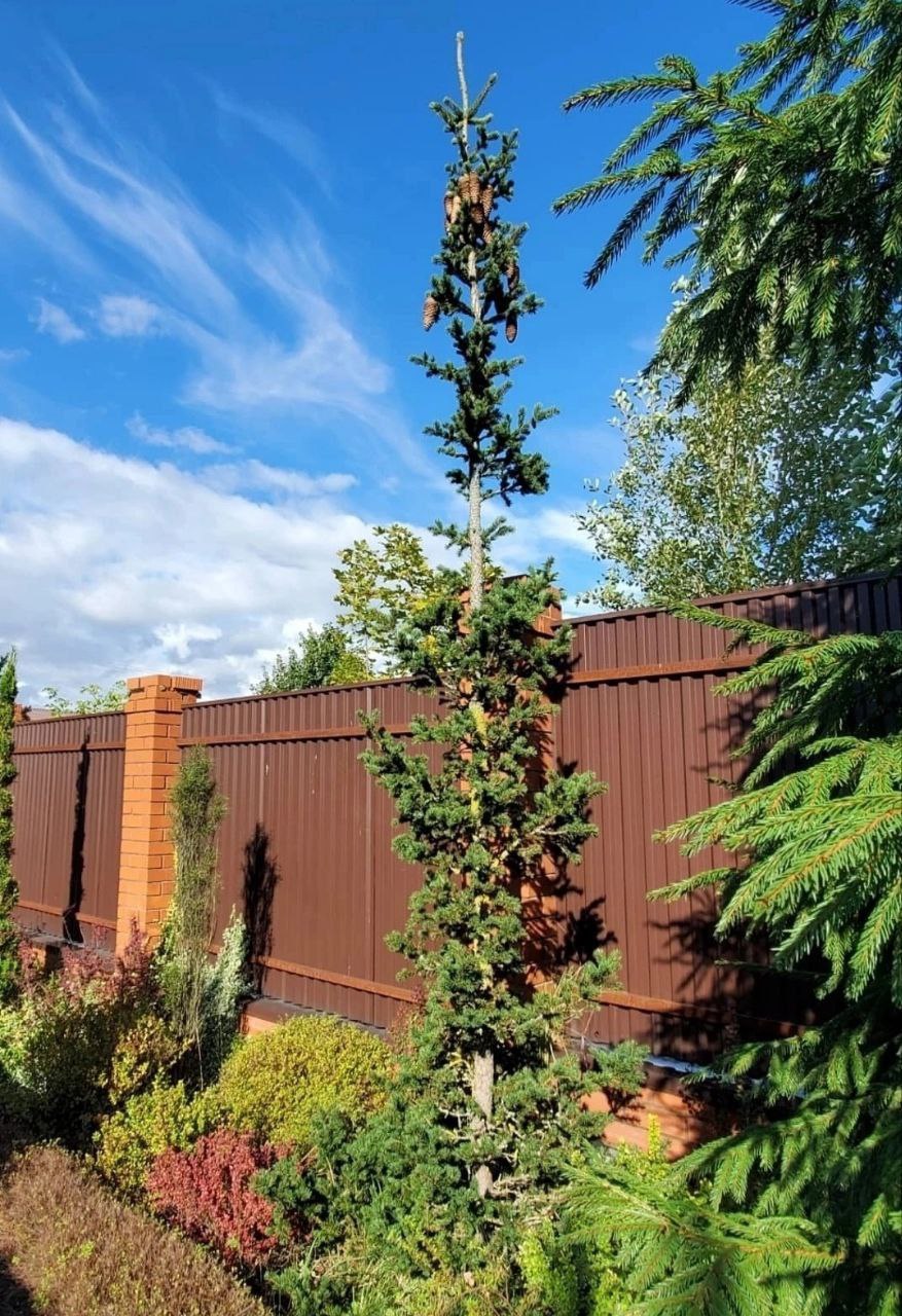 Picea pungens 'Lucky Strike'