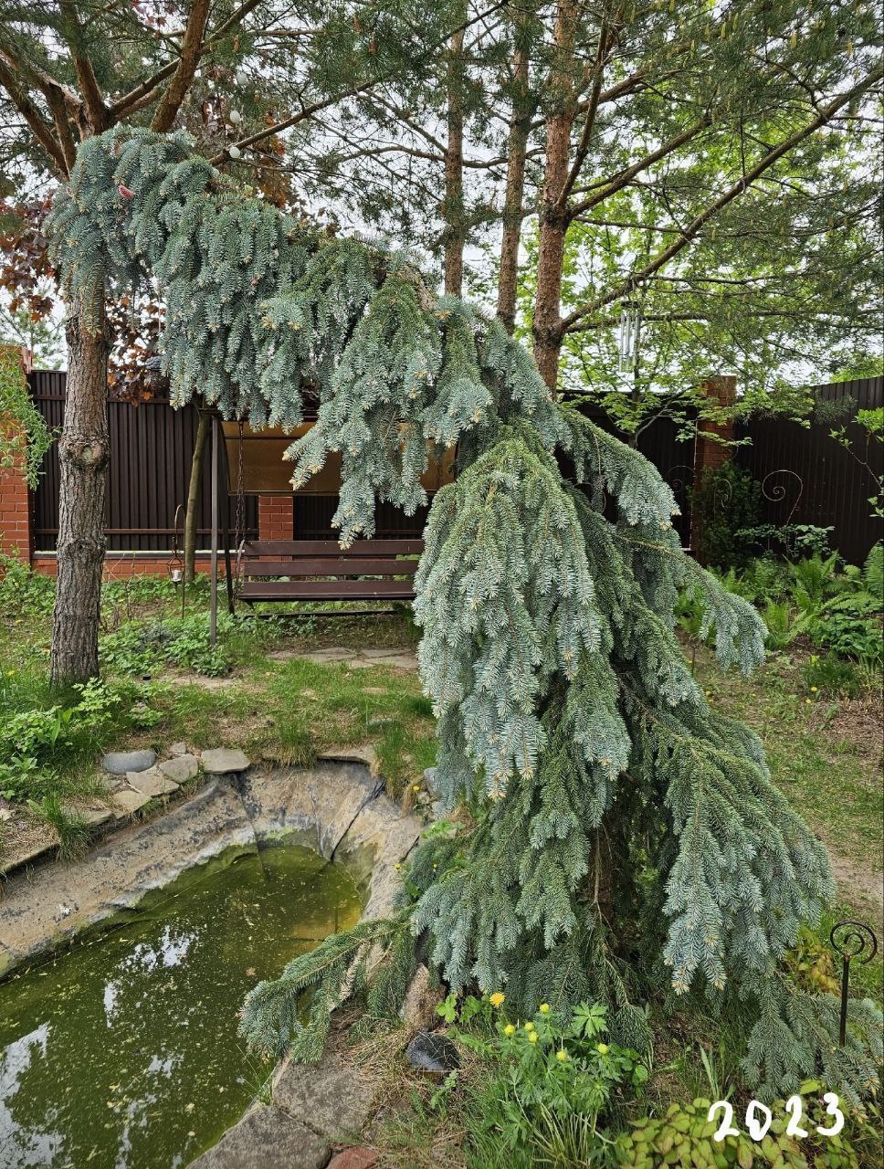 Picea pungens 'The Blues'