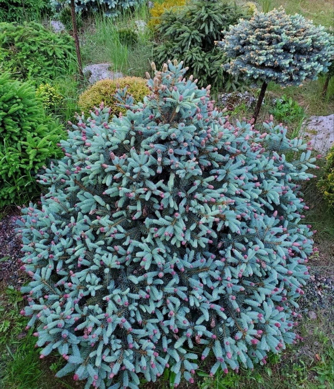Picea pungens 'Hermann Naue'