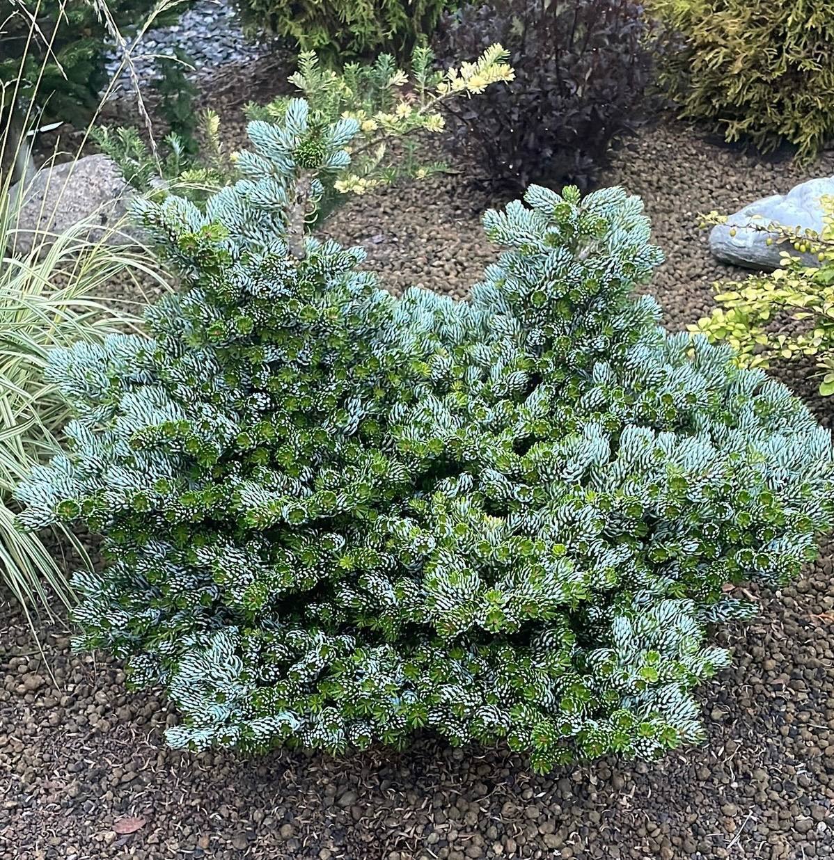 Abies koreana ‘Kohout's Icebreaker’