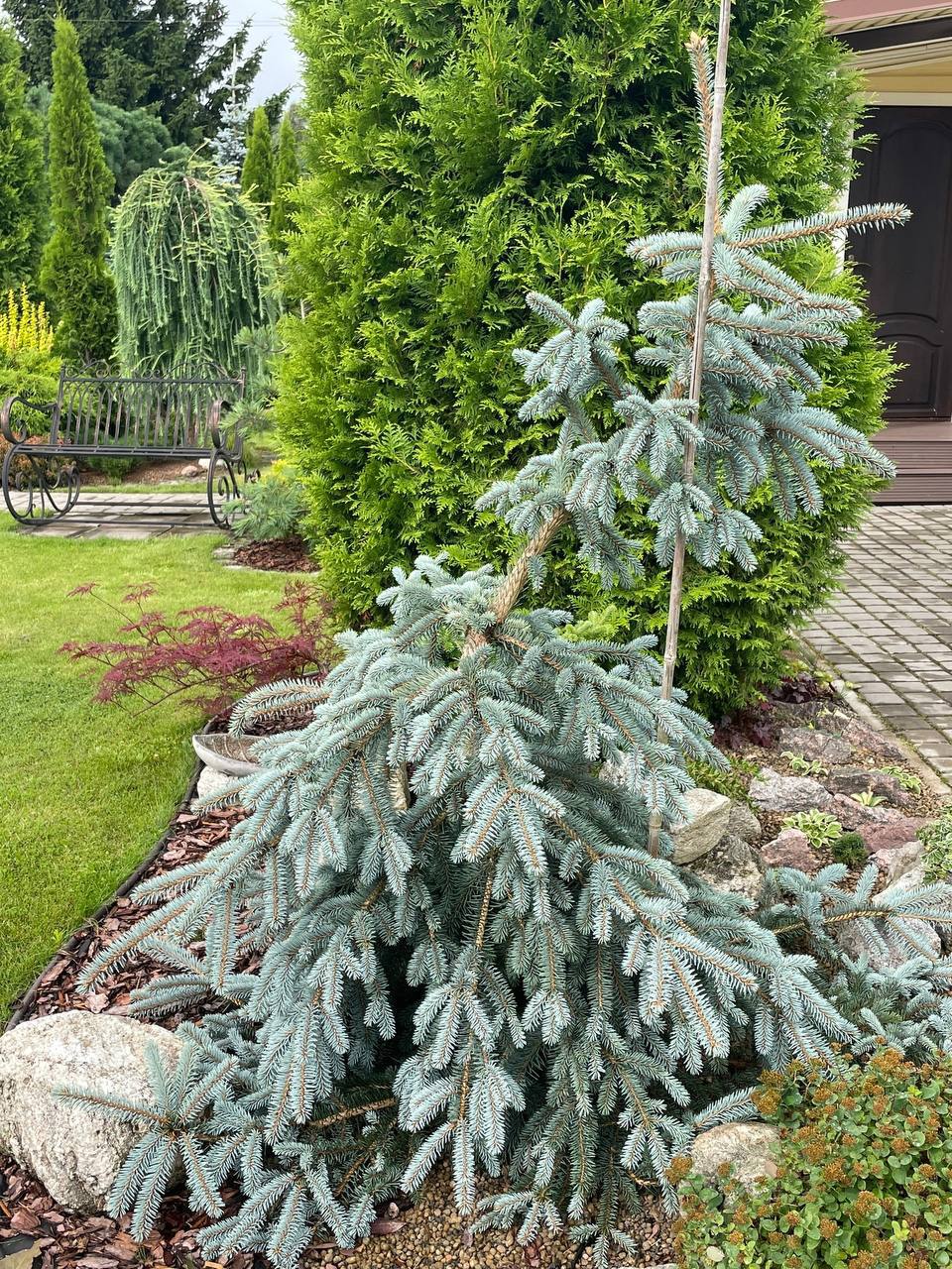 Picea pungens ‘The Blues’