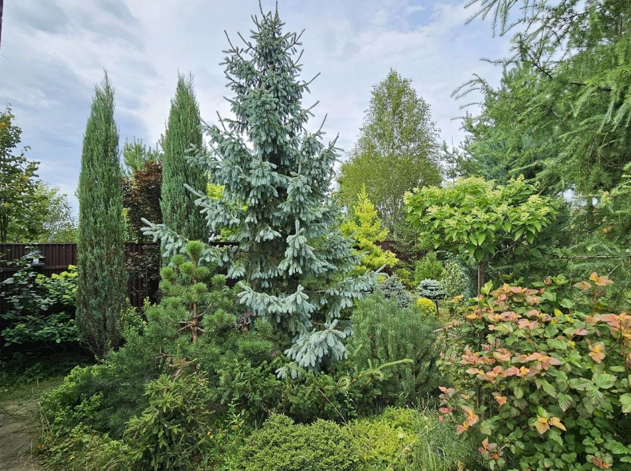 Picea engelmannii 'Glauca'