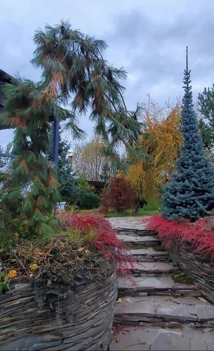 Pinus strobus 'Pendula'