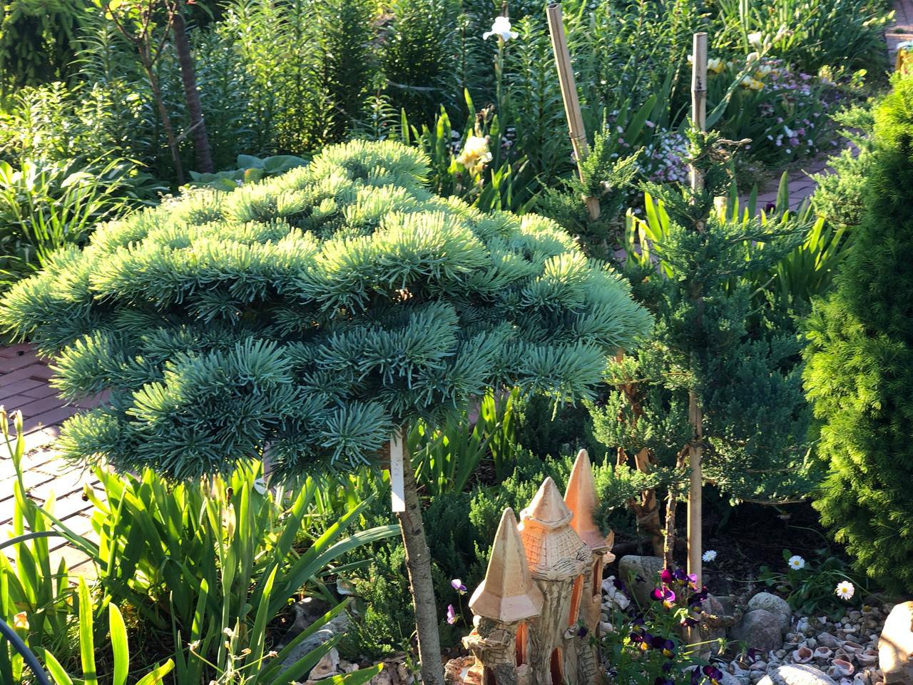 Abies concolor ‘Piggelmee’ Пихта одноцветная