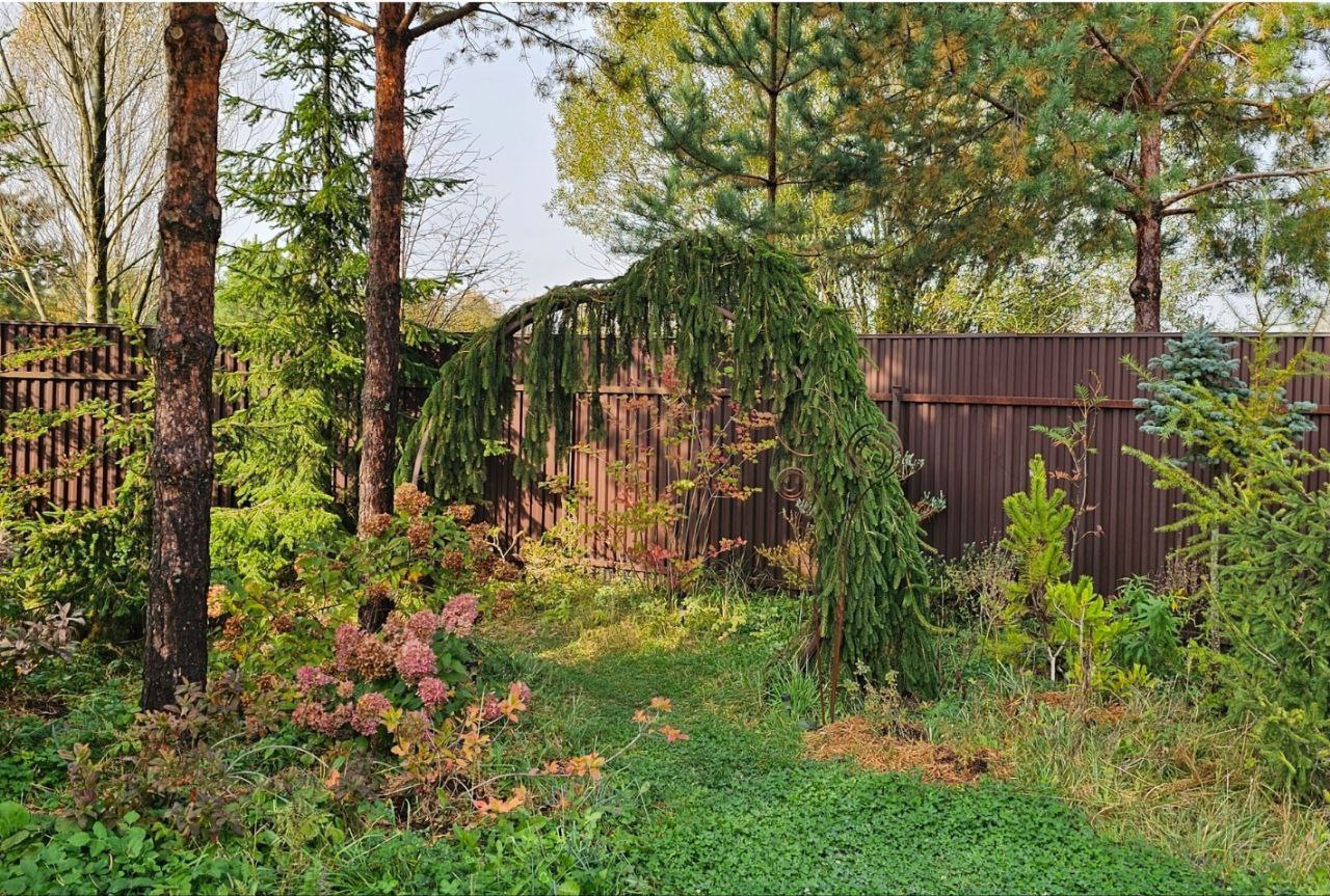 Picea abies 'Inversa'