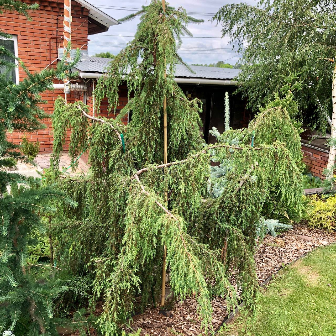 Juniperus communis 'Horstmann'