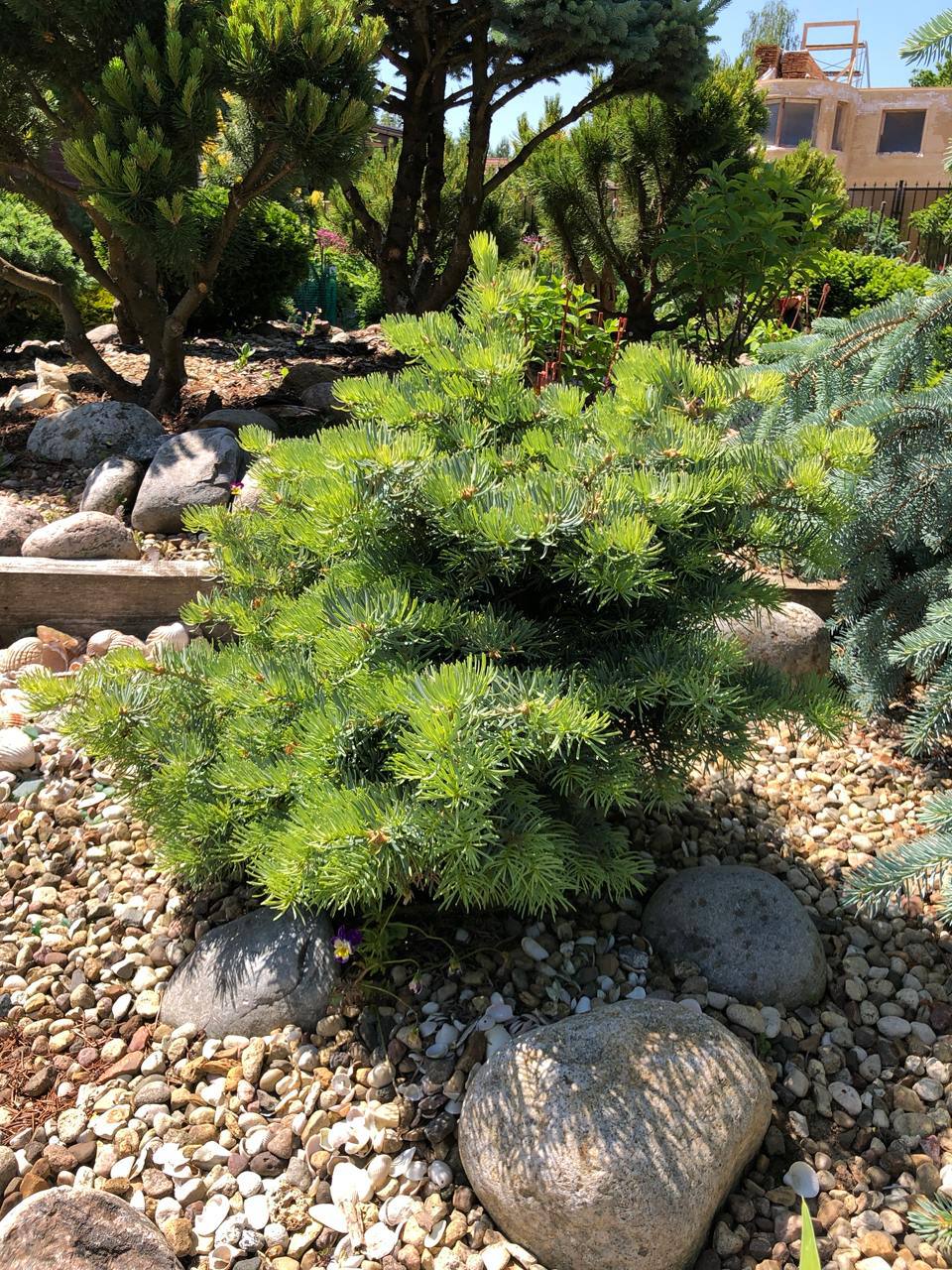 Abies concolor ‘Mike Stern’