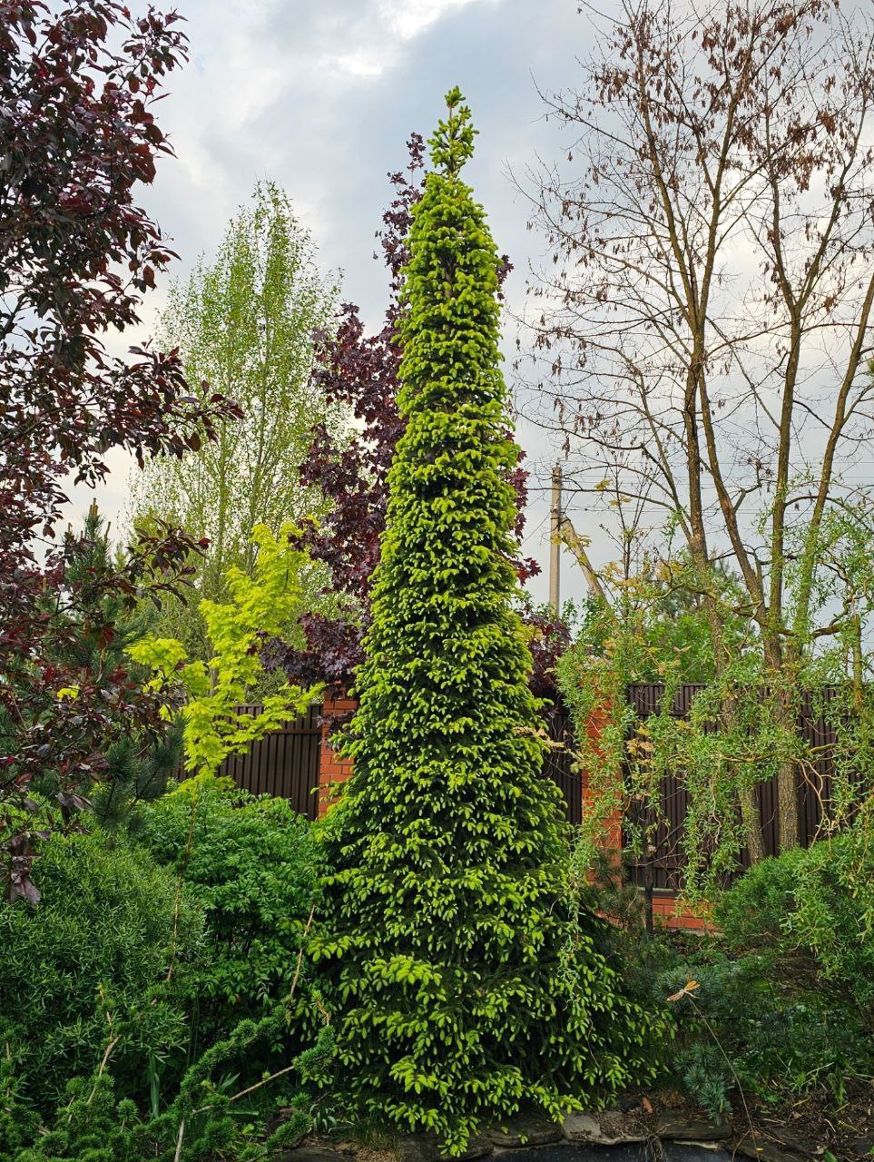 Picea abies 'Horstmann's Yellow Form' ('Geel U.H.')