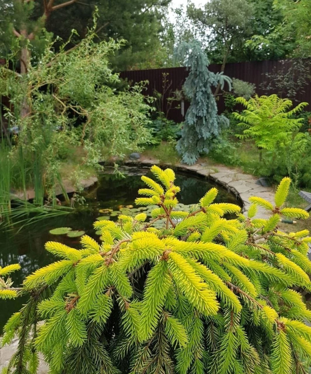 Picea abies 'Gold Drift'