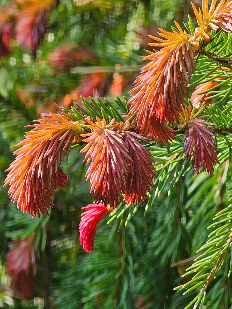 Picea abies 'Rydal'