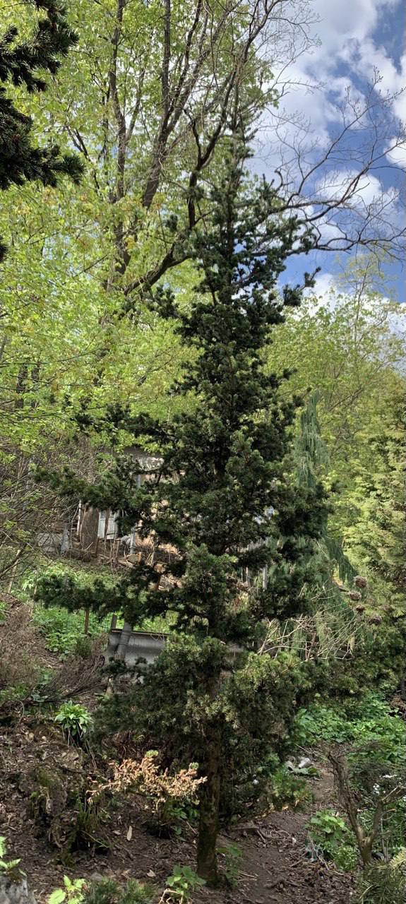 Picea pungens ‘Lucky Strike’