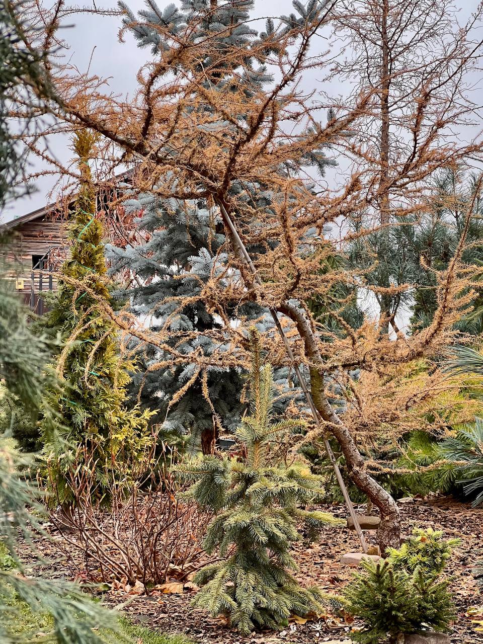 Larix decidua ‘Vanc’