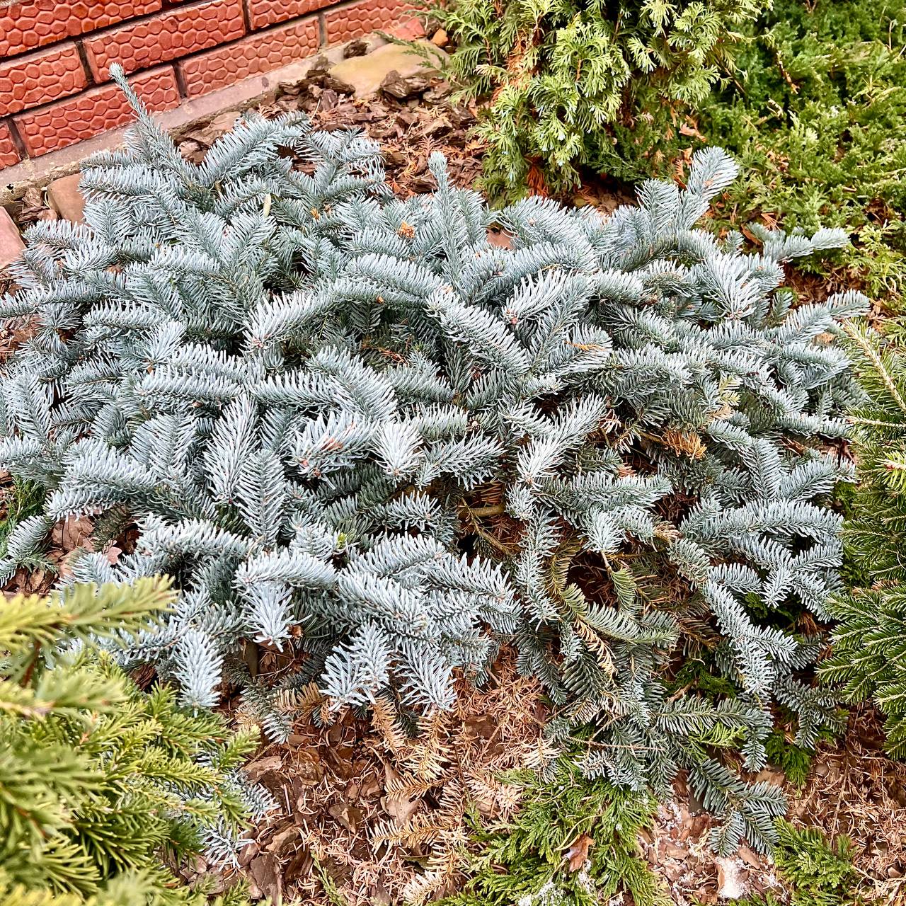 Abies procera ‘Glauca Prostrata’