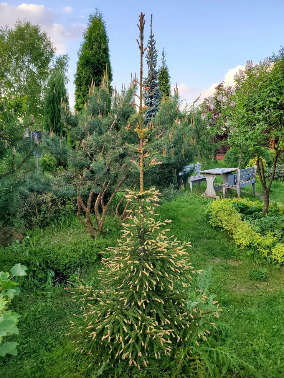 Picea abies 'Roseospicata'