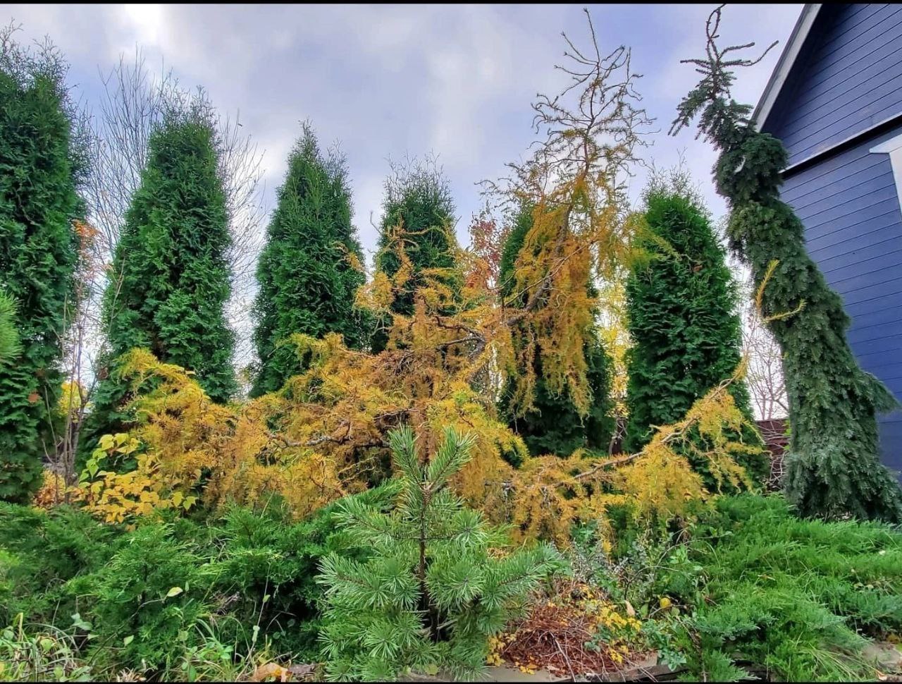 Larix decidua ‘Horstmann Recurved‘