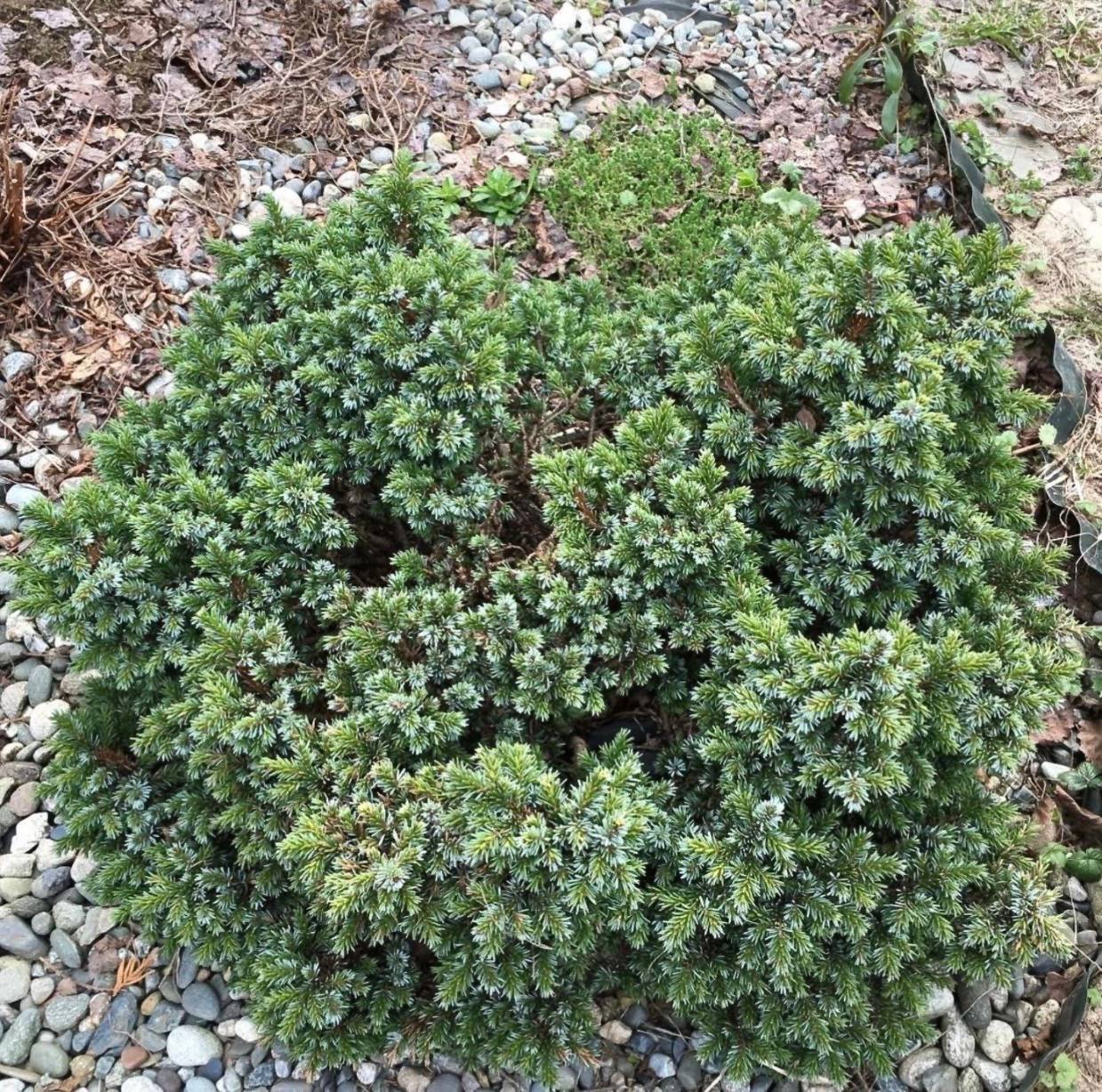 Picea omorika ‘Pimoko’