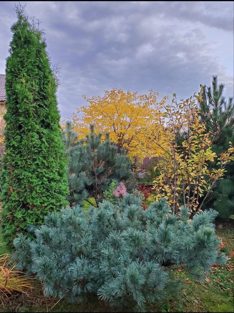 Pinus pumila 'Glauca'